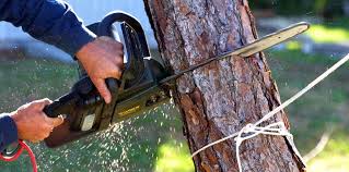 Pest Control for Lawns in Menlo Park, CA