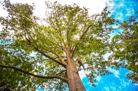 Best Lot and Land Clearing  in Menlo Park, CA