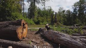 Best Tree Maintenance Programs  in Menlo Park, CA