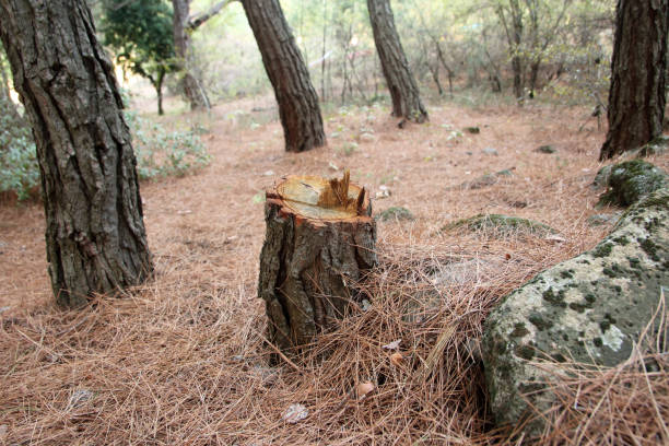 Best Emergency Tree Removal  in Menlo Park, CA