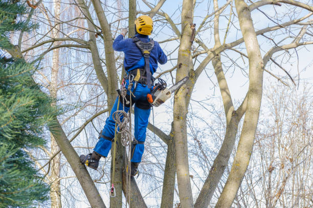 Best Weed Control  in Menlo Park, CA