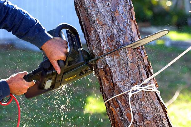 Best Tree Removal  in Menlo Park, CA