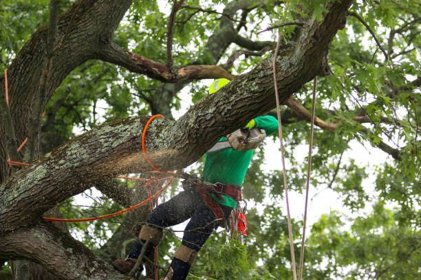 Best Tree Mulching  in Menlo Park, CA