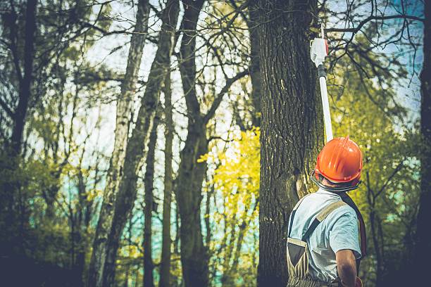 Best Fruit Tree Pruning  in Menlo Park, CA