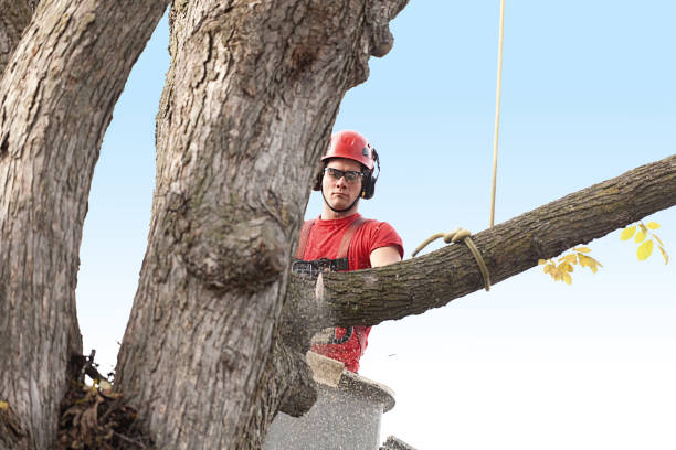 Best Seasonal Cleanup (Spring/Fall)  in Menlo Park, CA