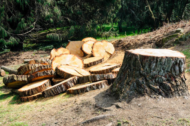 Tree and Shrub Care in Menlo Park, CA